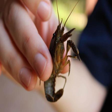 Are you Smarter than a Crayfish?